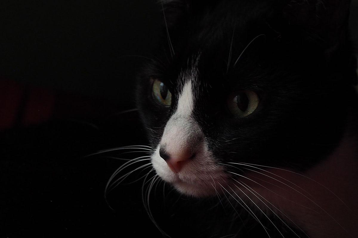 Freddie P3040342