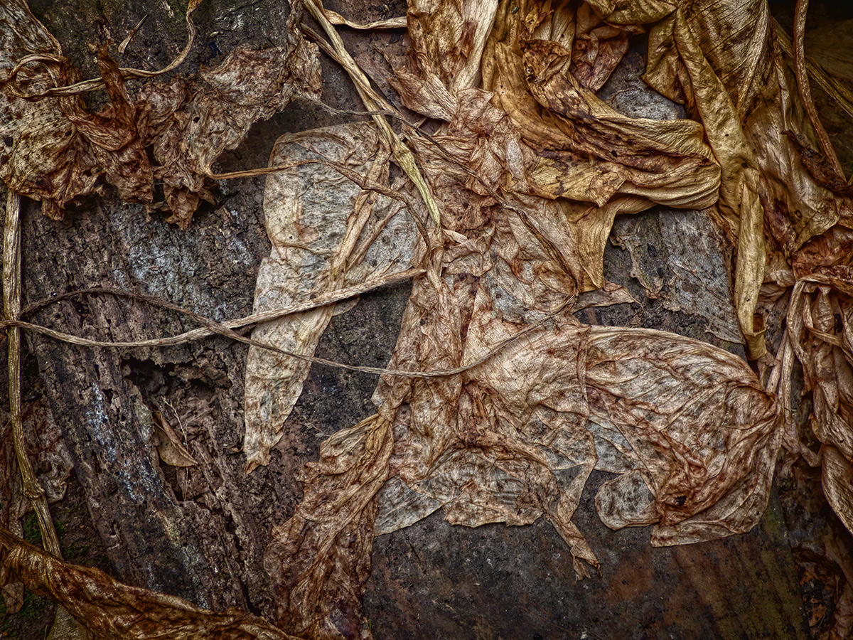 Last Season's Lily Leaves