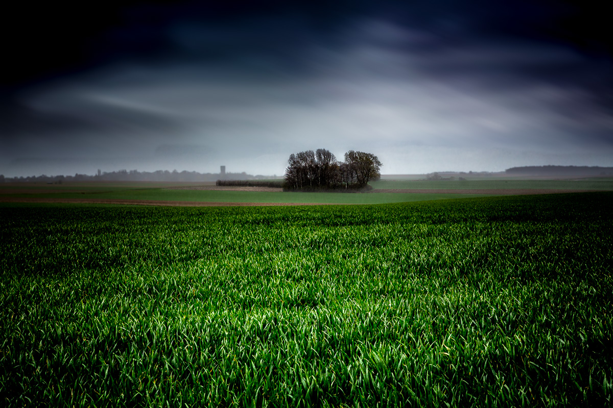 A grove under the rain