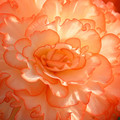 Begonia Frills