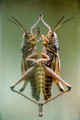 Locust on Glass