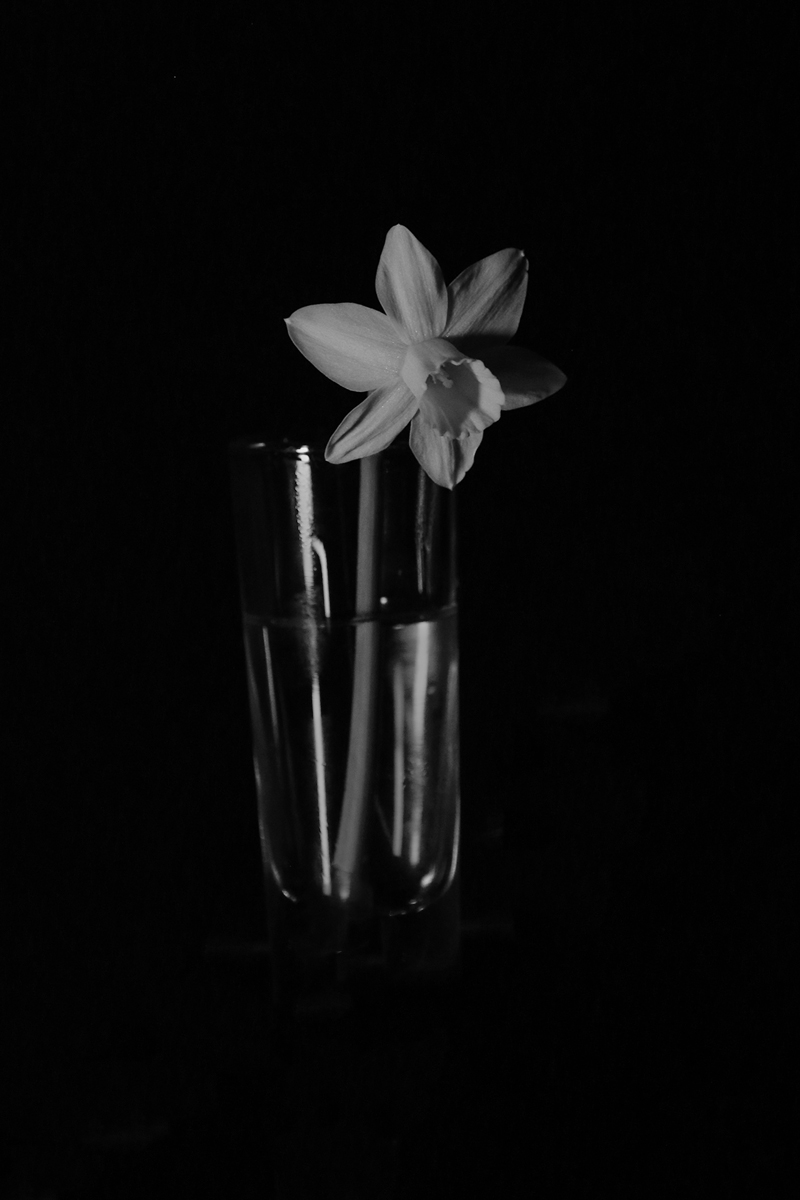 Daffodil in Darkness