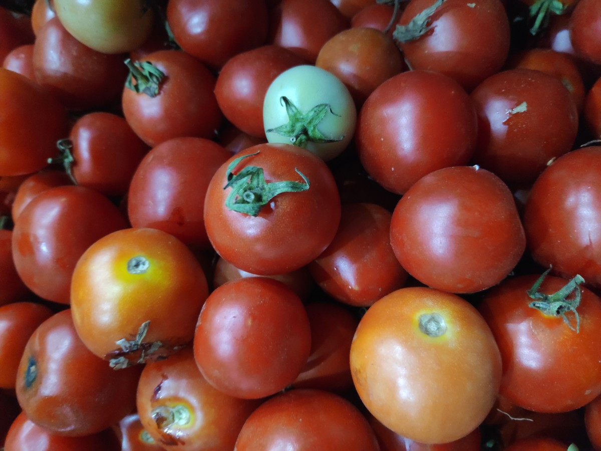 Still Tomatoes 
