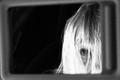 Peek-a-boo (P3300057)