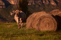 Forage circles