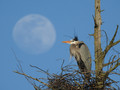 Pink Moon rising