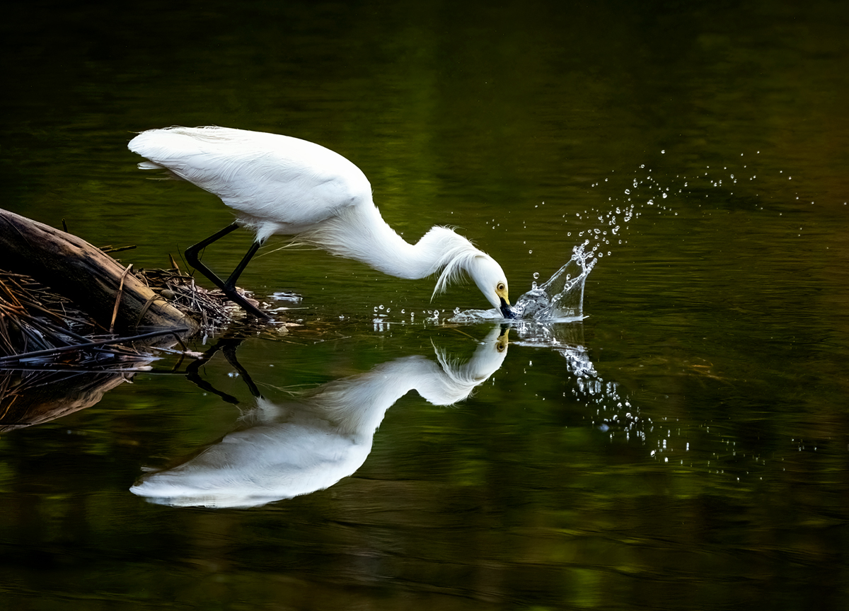 Poetry in Motion