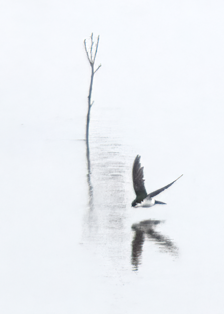 Spring Haiku