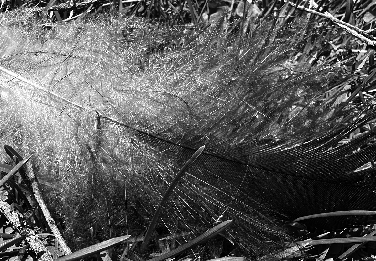 Feather In Grass