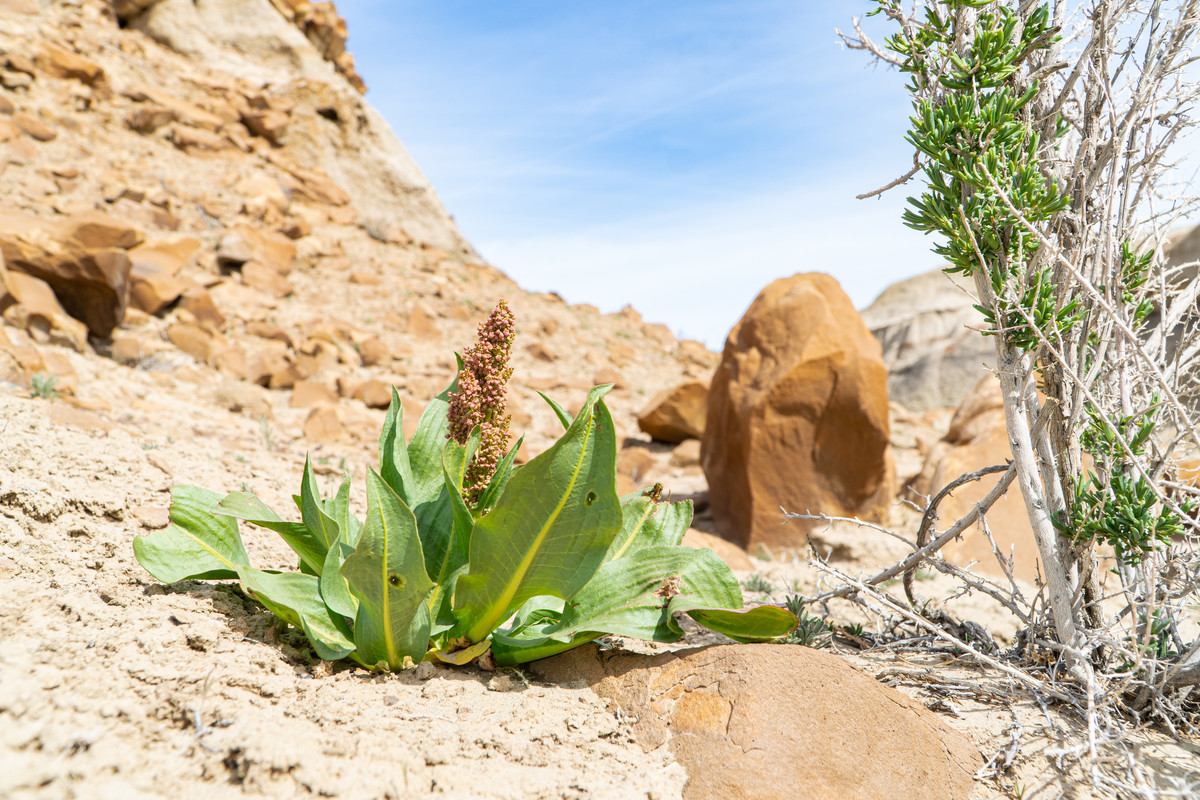 Badlands Vegetation