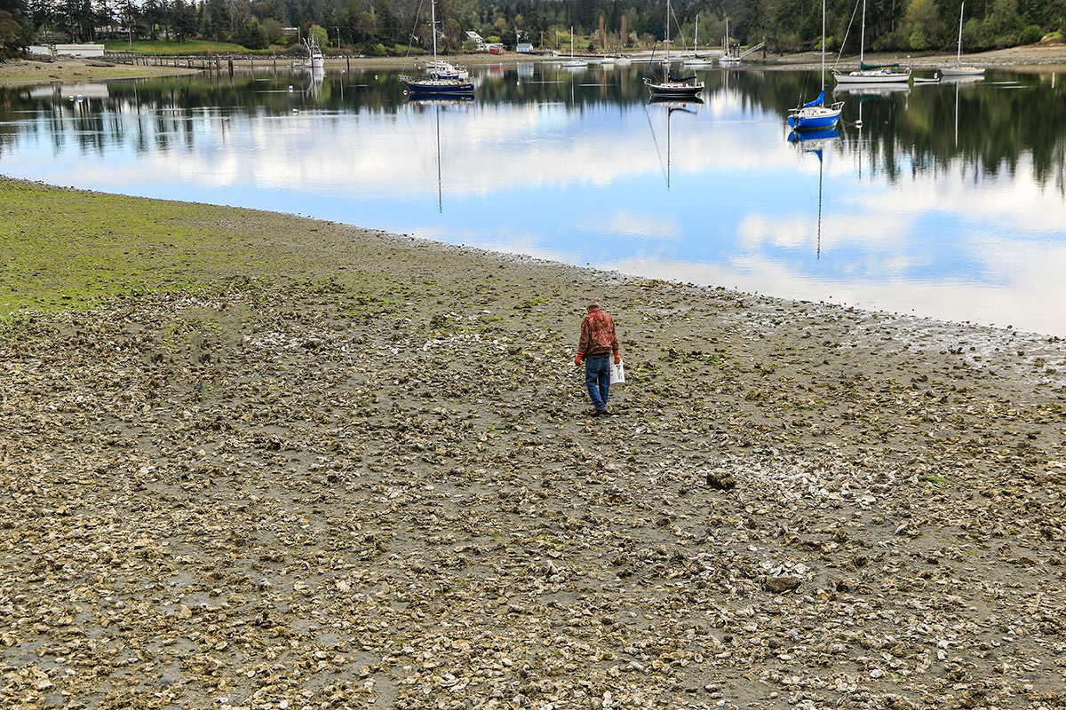 Harvesting Oysters at Mystery Bay 