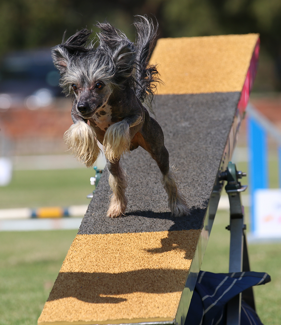 Fly-off on the See-Saw - KUSA Nationals 2023