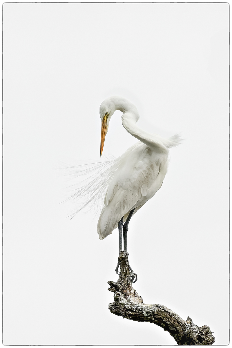 Great Egret En pointe