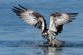 Osprey� - We believe adventure is open to everyone and found anywhere