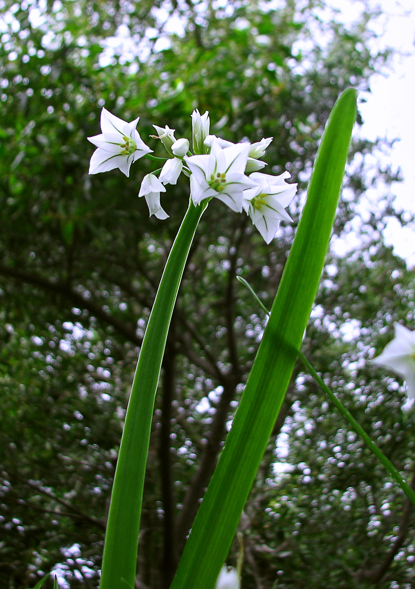 Wild Onions