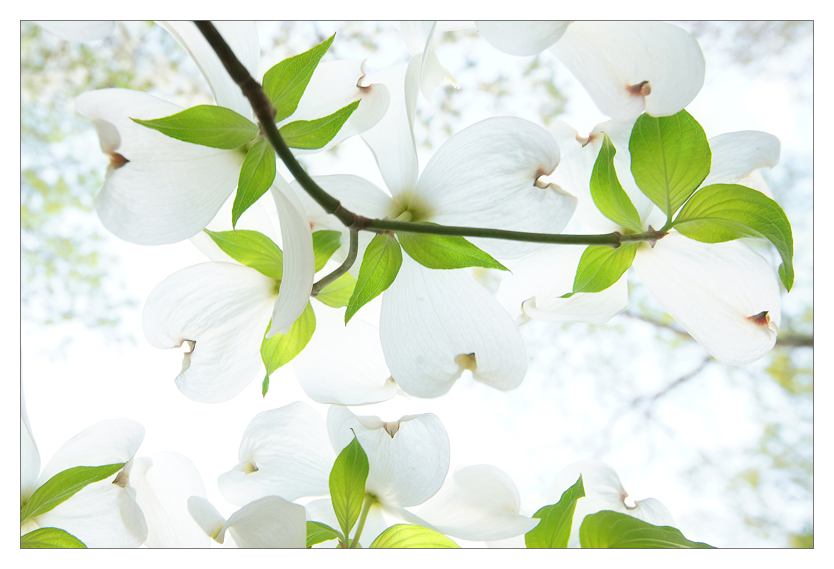 beneath the dogwood tree