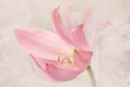 Pink Lily 