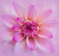 Dahlia