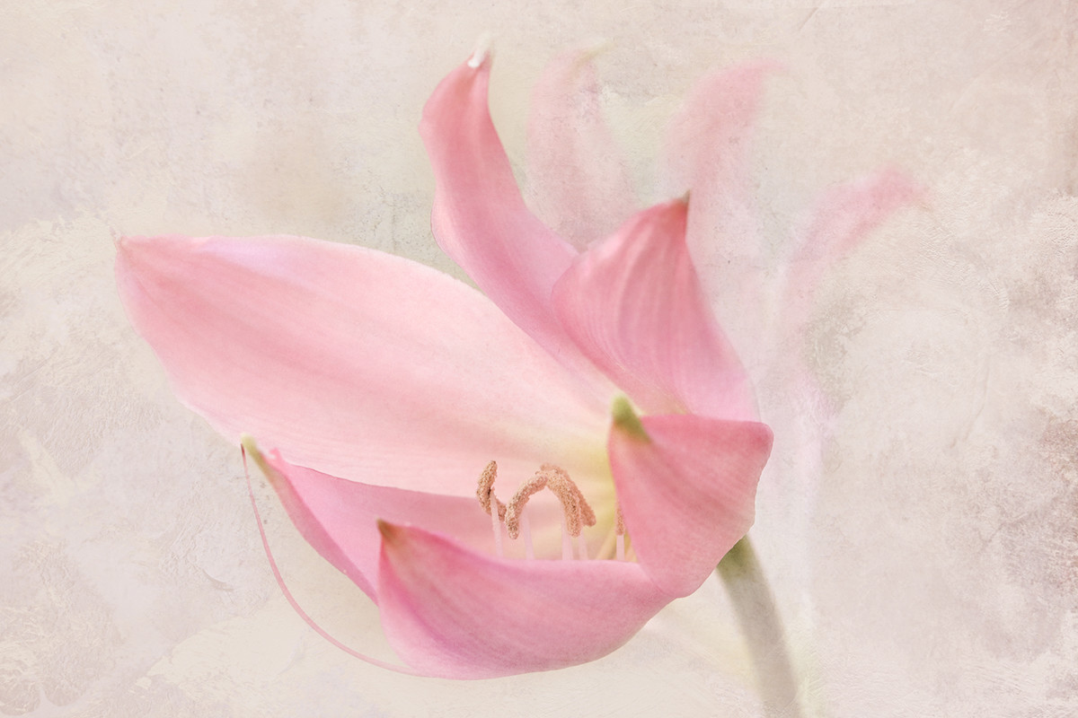 Pink Lily 