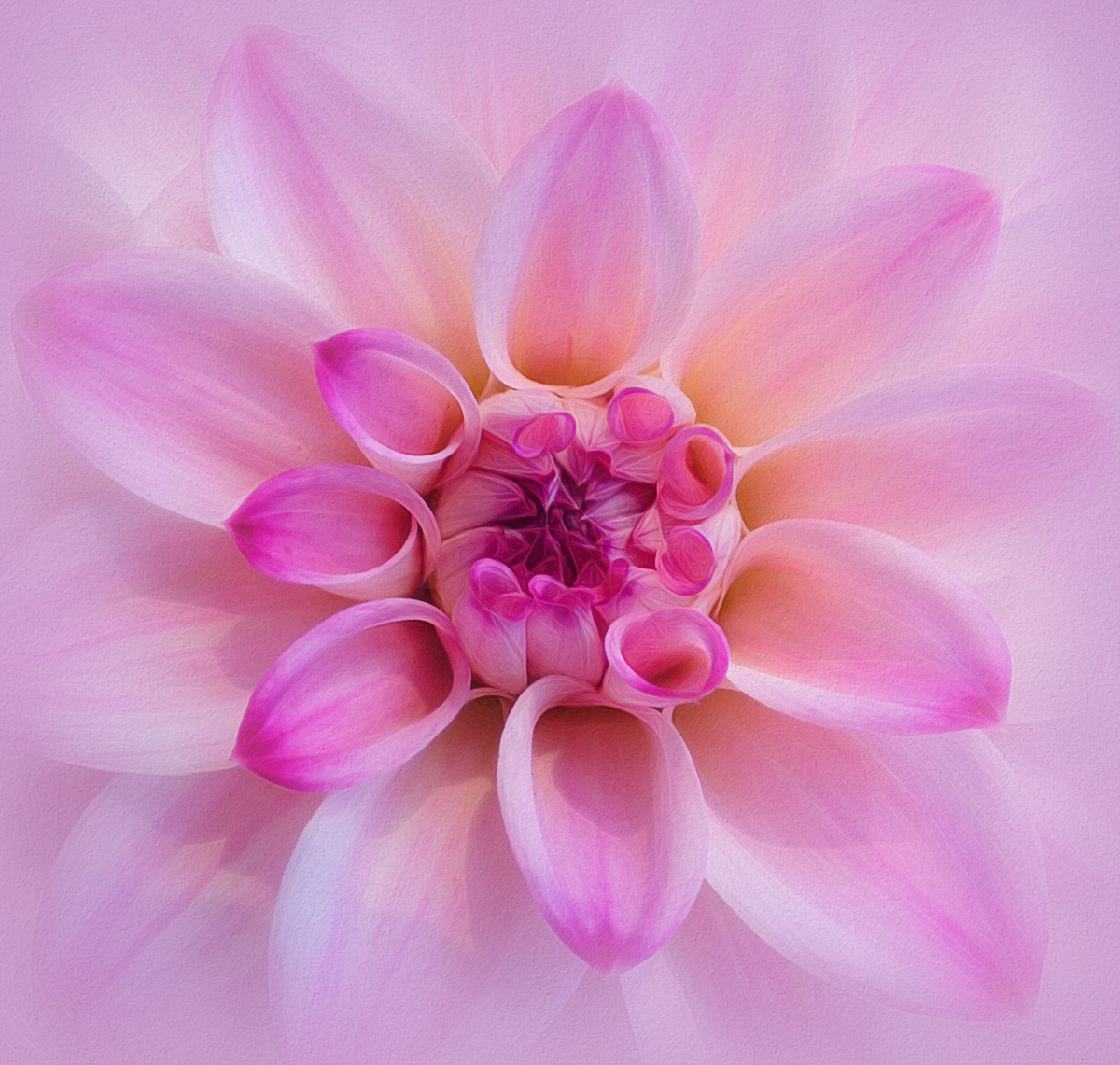 Dahlia