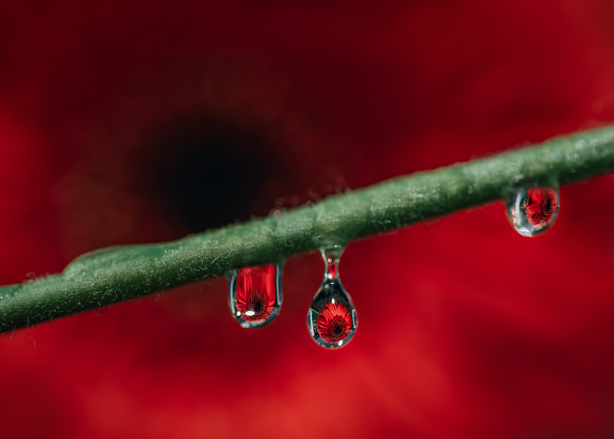 Dew Drops