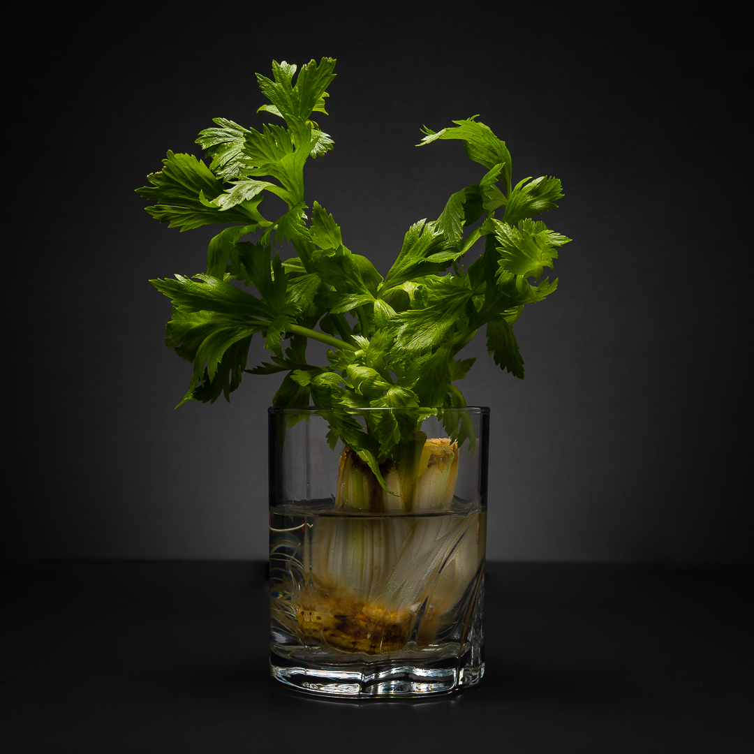 Regrowth of a celery