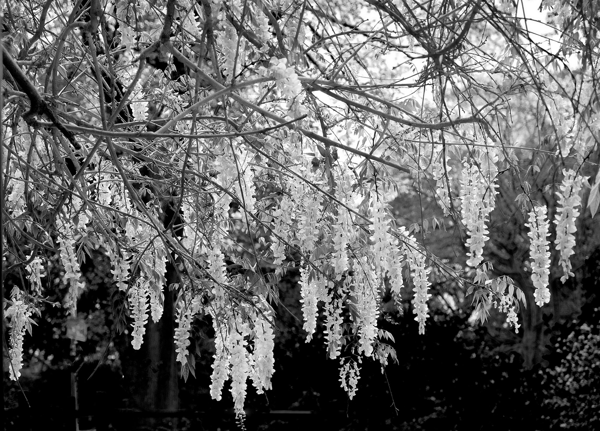 White wisteria