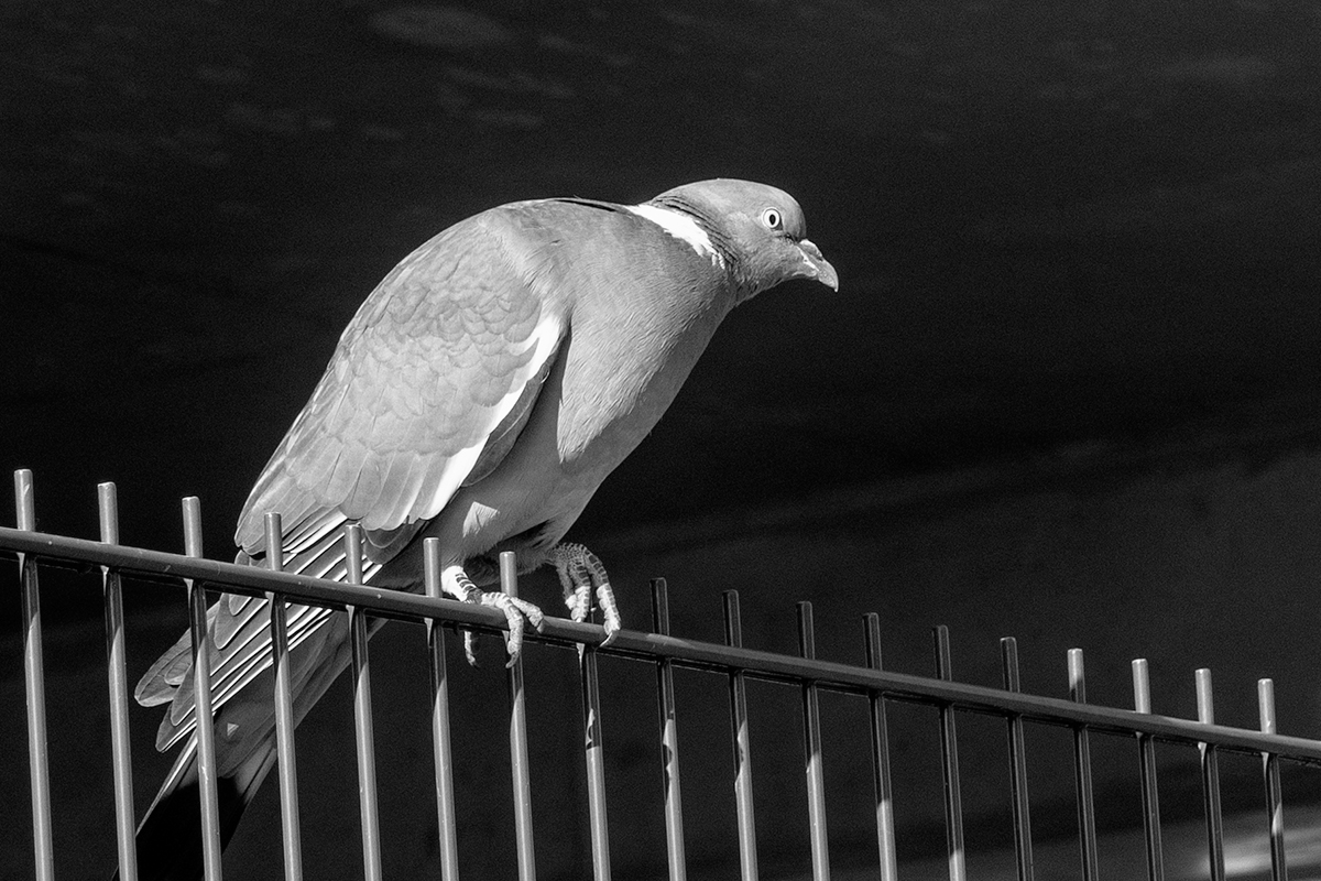 Vulture pretender