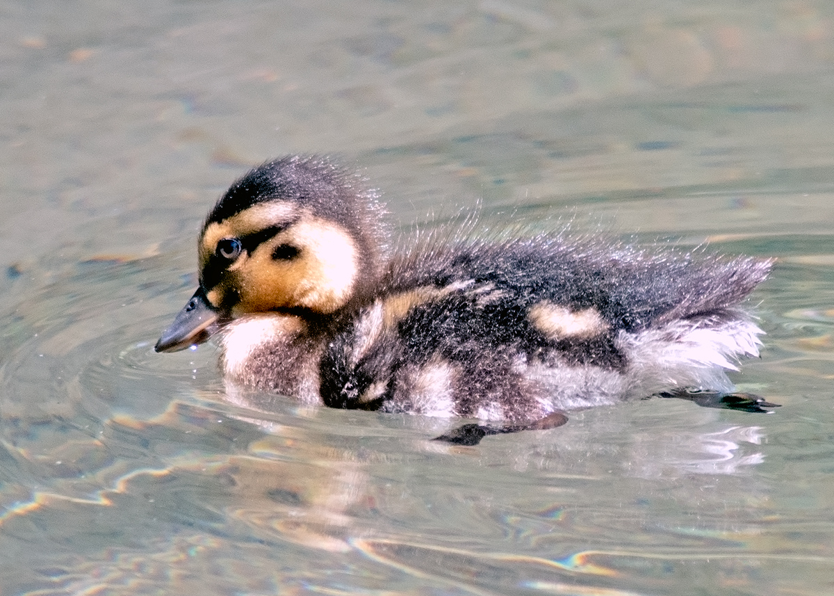 Quackers