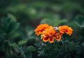 Marigold Grouping 