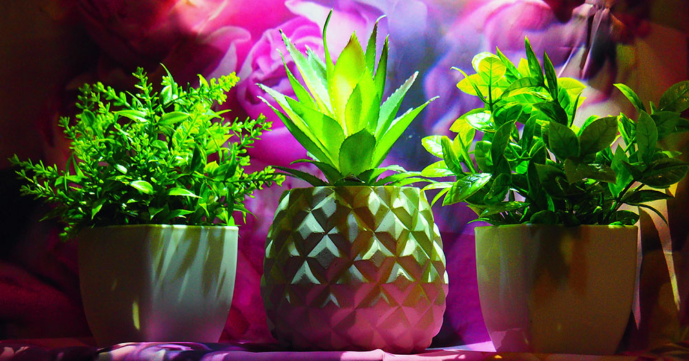 Group of Plants