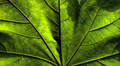Maple Leaf