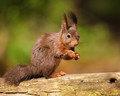 Red Squirrel