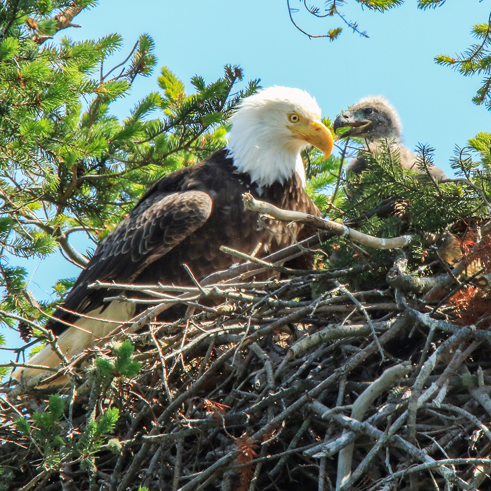 Eaglet 