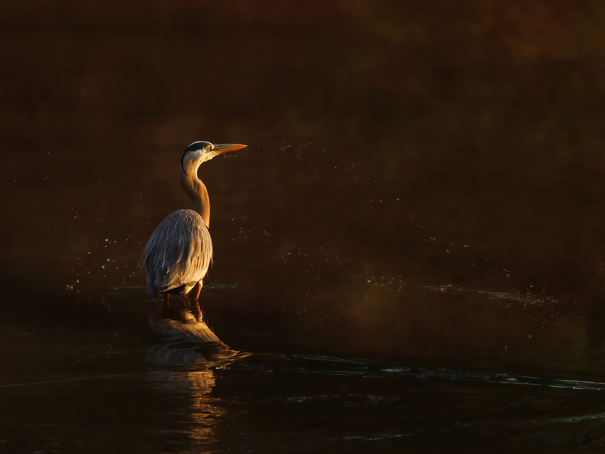 Early morning fishing