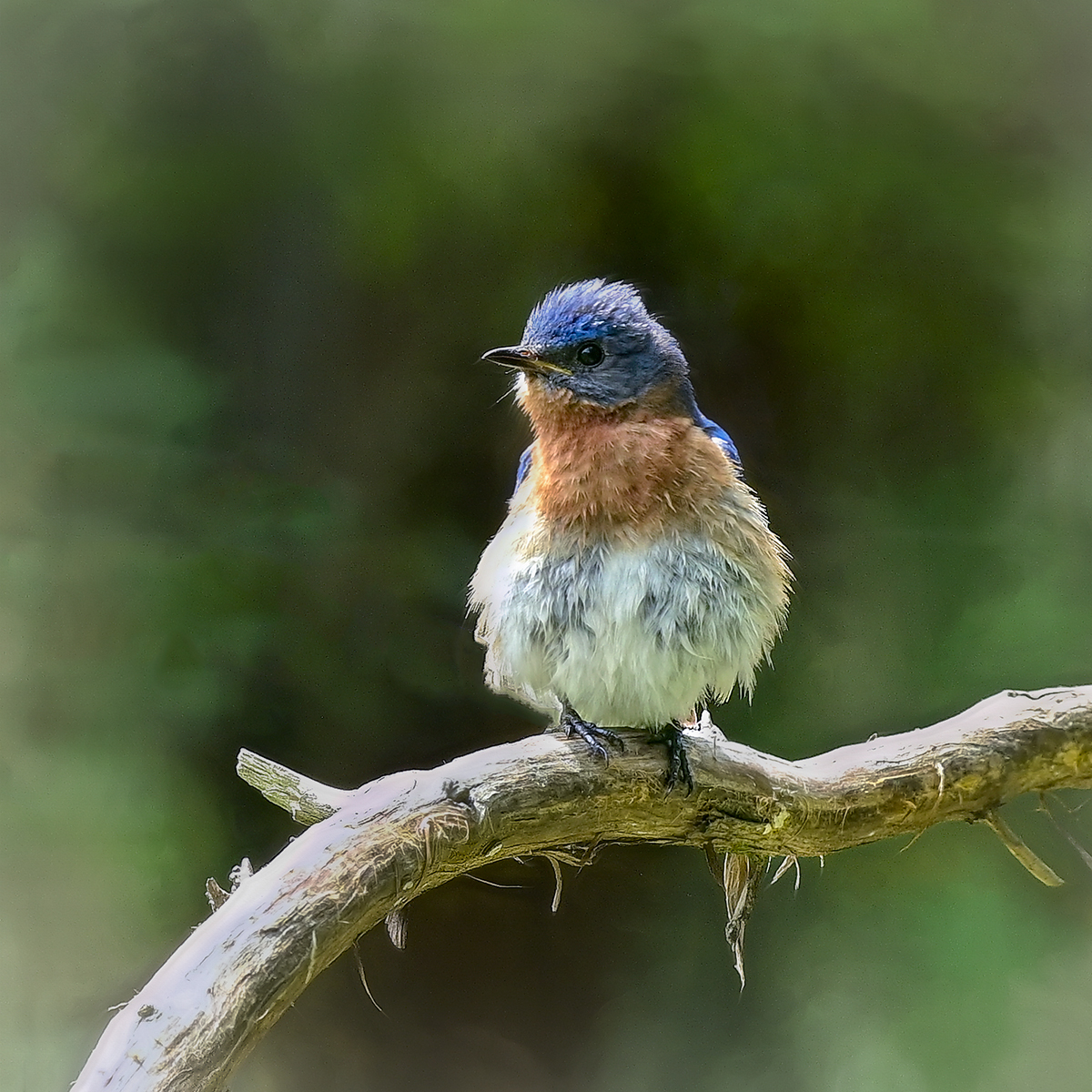 Drying Off