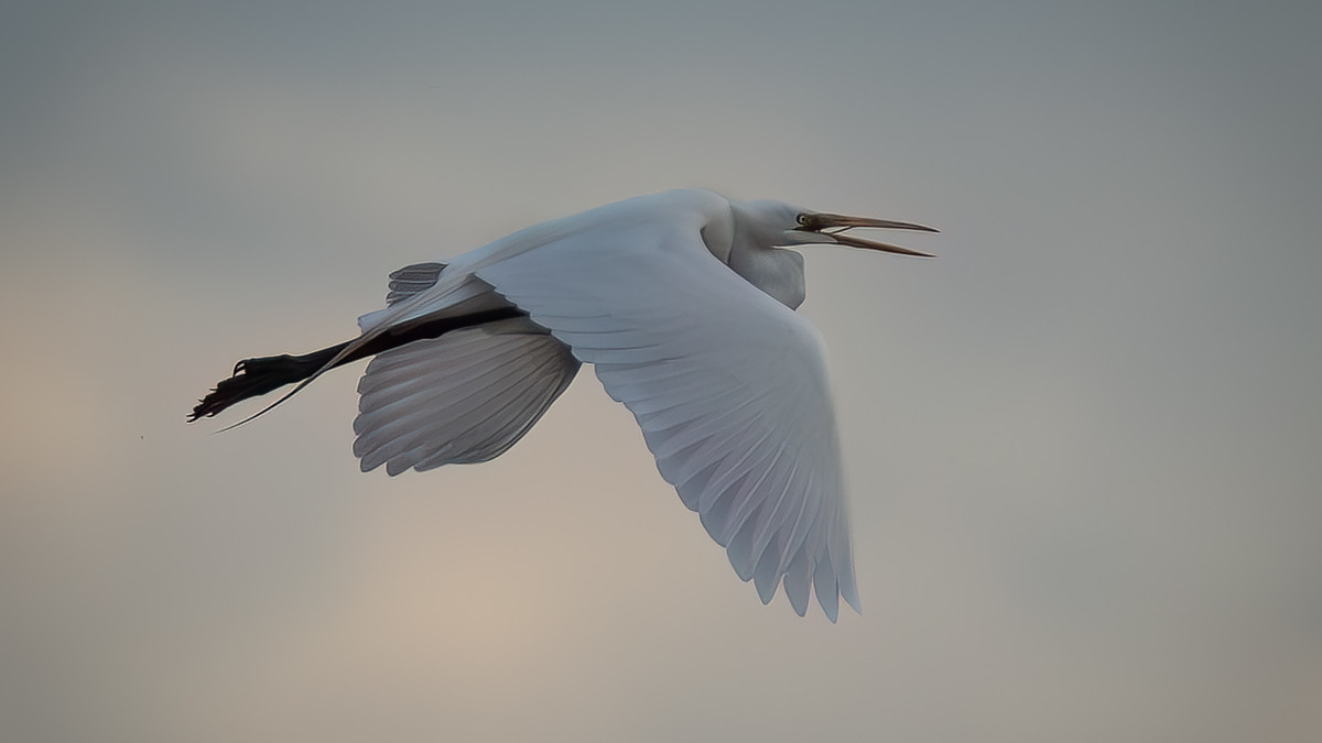 Great Egret