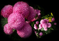 Chrysanthemums