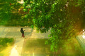 Walking under the trees