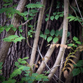 Wisteria on oak