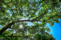 Under the Boughs of the Oak