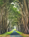 Cypress Tunnel