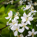 Flowering Crab