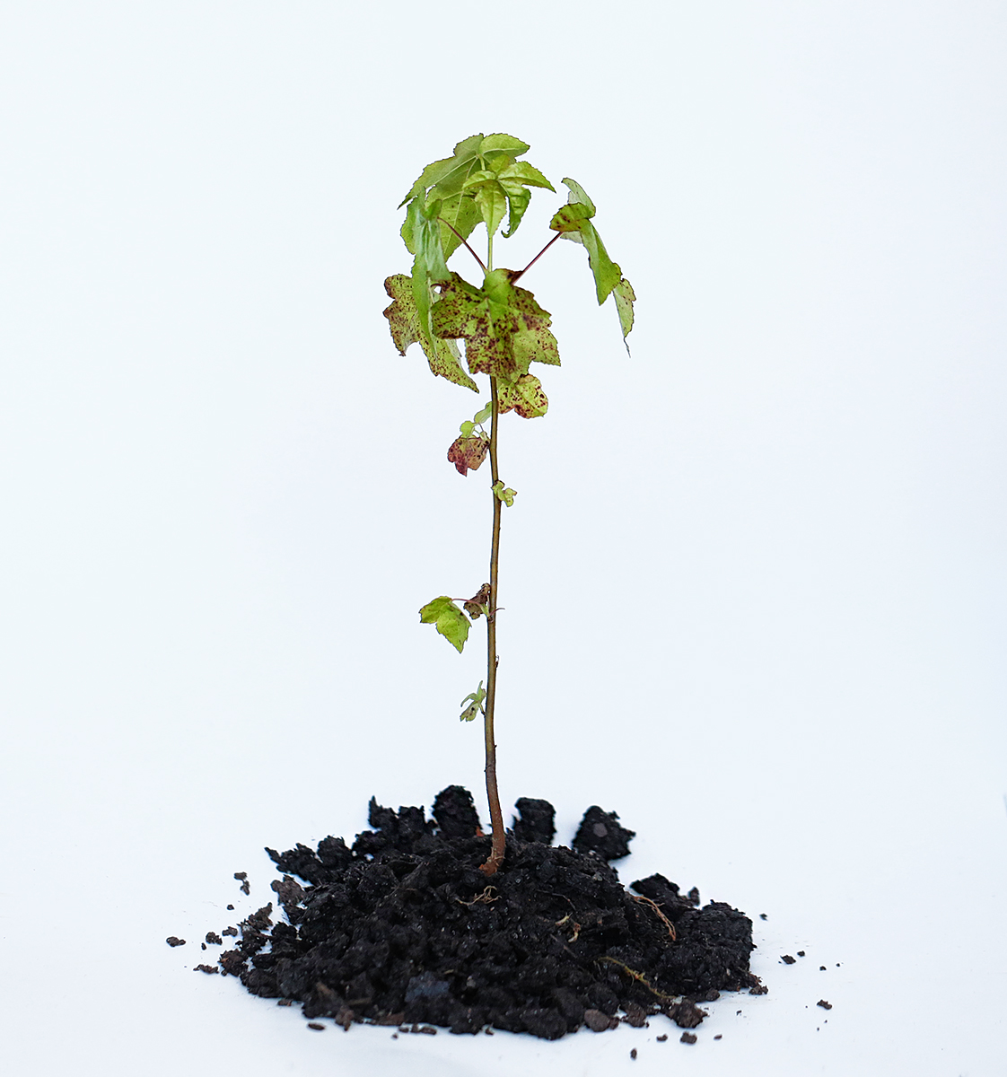 plant a few