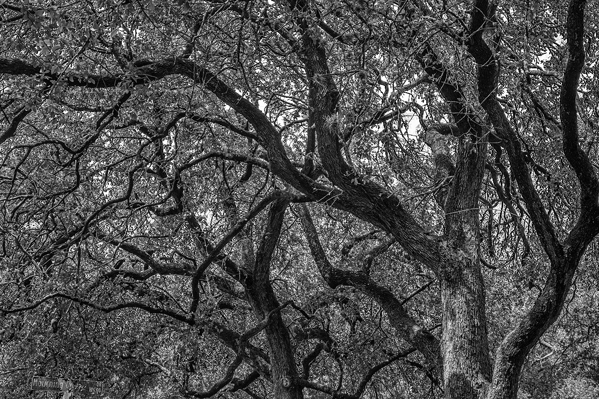 a symphony of live oaks