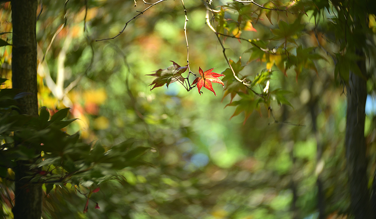 The Red Leaf 