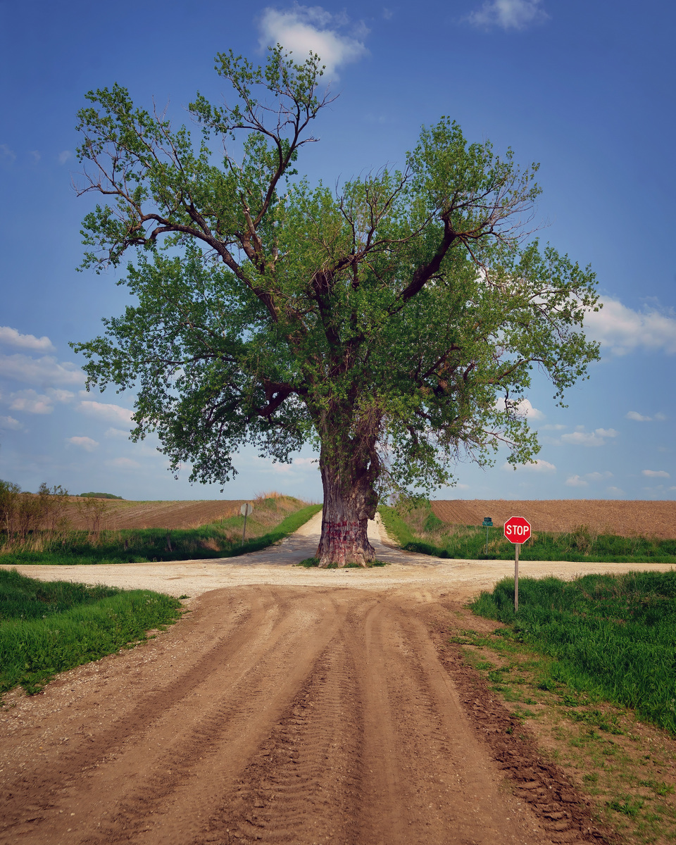 Tree in the Road