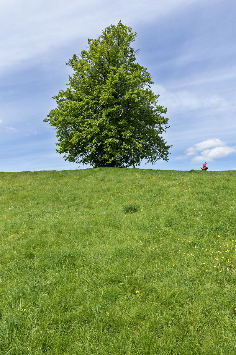 Tree and Dog Walker