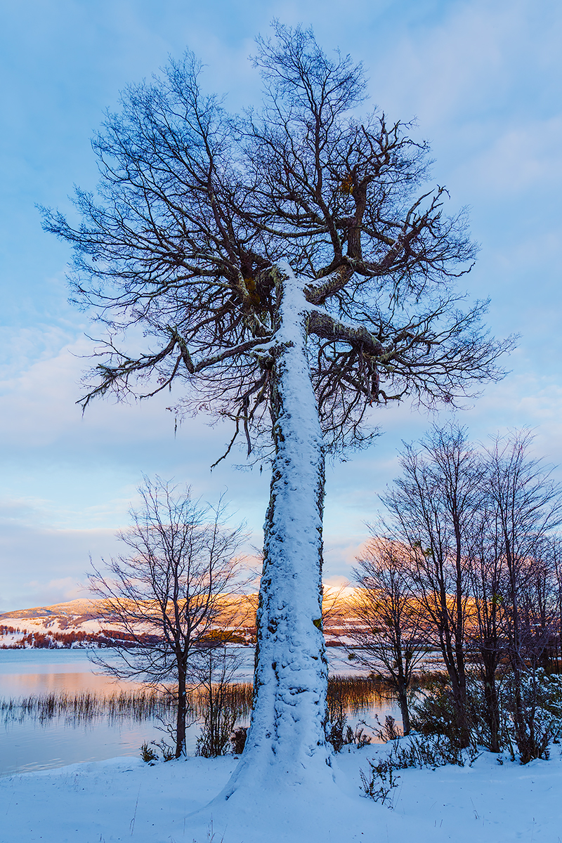 Winter Giant