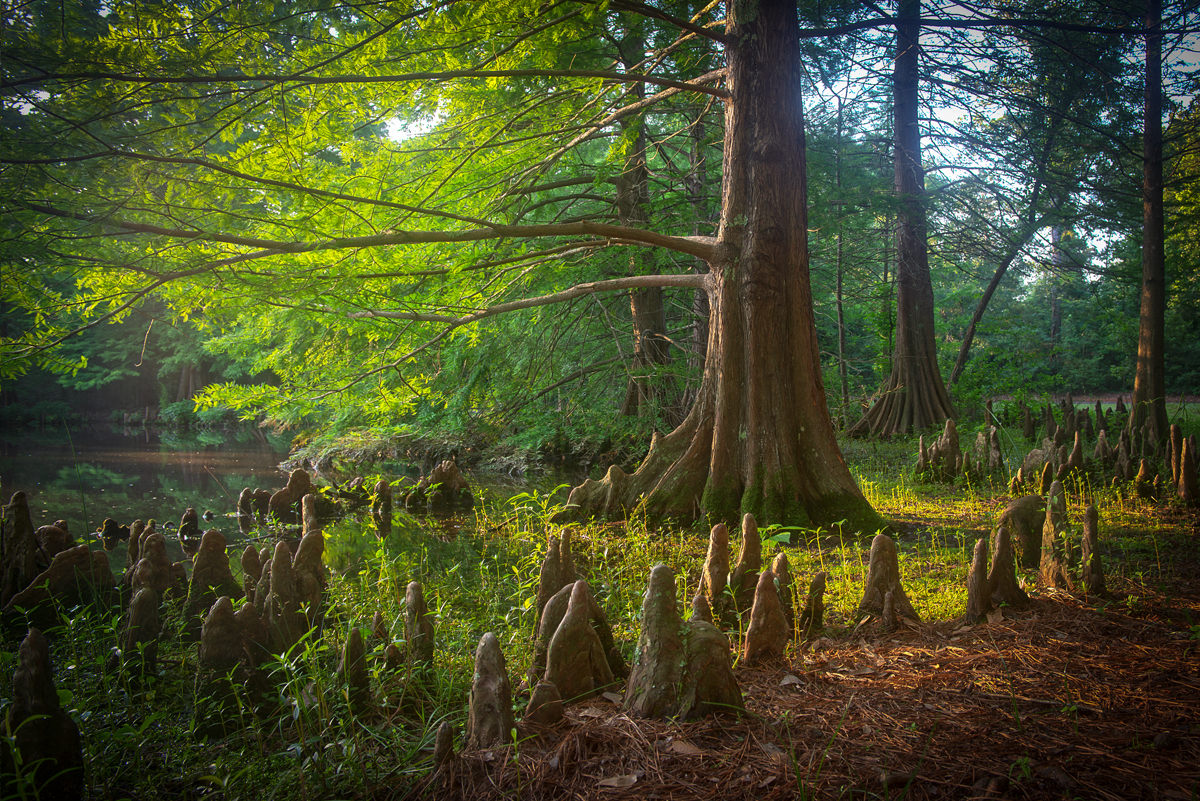 Enchanted Bald Cypress